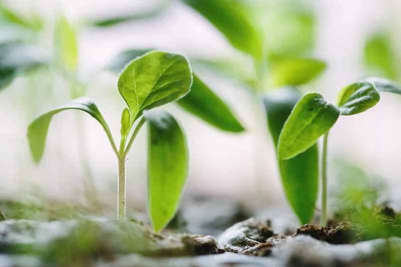 seeds growing