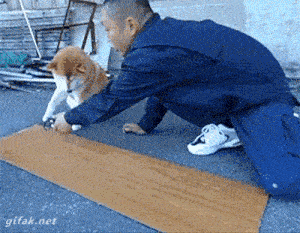 dog helping his owner measure a piece of wood