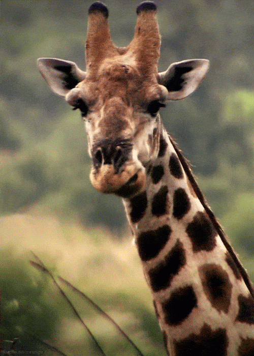 giraffe chewing